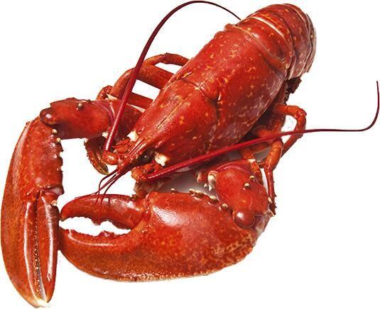 Live Lobster