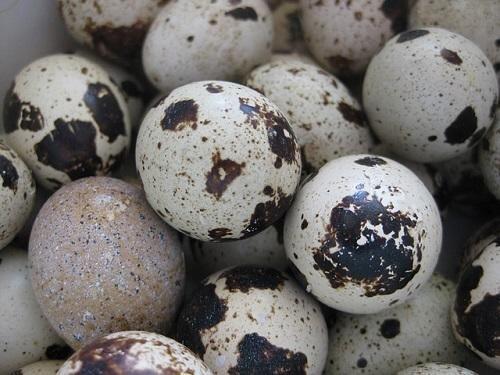 Quail Eggs