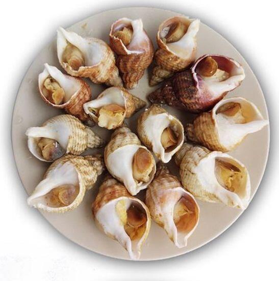 Sea Snail